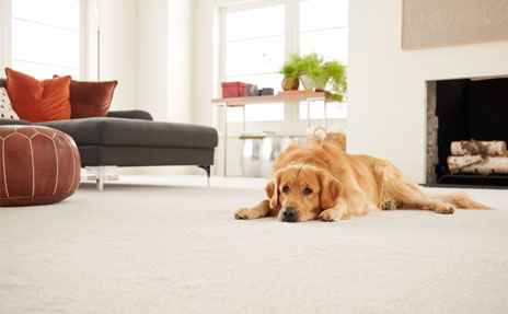 The Best Pet-Friendly Carpet